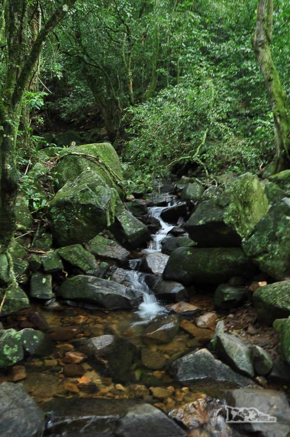 Riacho de água pura na trilha para Naufragados, no extremo sul de Florianópolis, Ilha de Santa Catarina